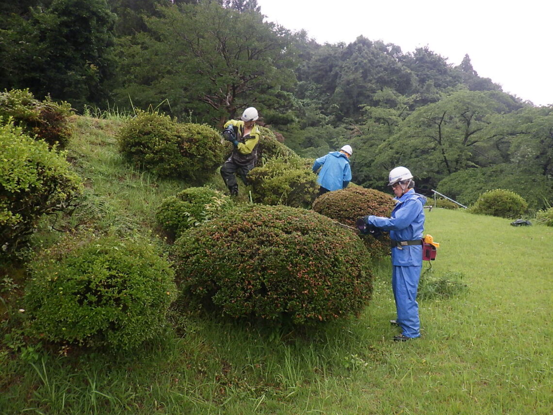 植木剪定作業